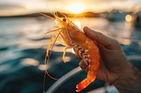 Shrimp being held up by a person near a boat lobster seafood animal.