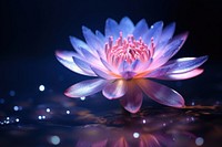 Glister water lilly neon outdoors blossom nature.