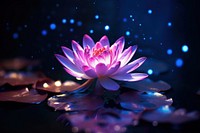 Glister water lilly neon outdoors nature flower.