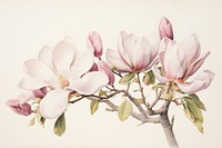 Painting of magnolia blossom drawing flower.