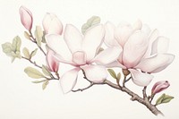 Painting of magnolia drawing blossom flower.