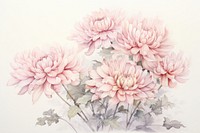 Painting of chrysanthemum chrysanths drawing flower.