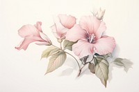 Painting of flower hibiscus drawing plant.