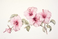 Painting of hibiscus drawing flower plant.