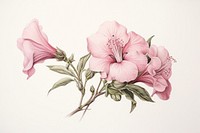 Painting of pink flower drawing plant rose.