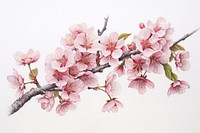 Painting of sakura blossom flower plant.