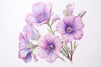 Painting of wildflower blossom drawing petal.