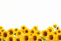 Sunflower field backgrounds nature plant.