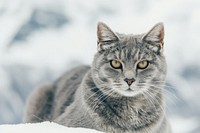 Beautiful grey cat outdoors mammal animal.