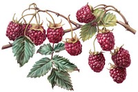 Raspberrys raspberry fruit plant.