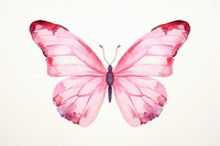 Butterfly in pink flower butterfly animal insect.