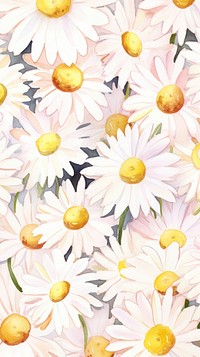 Wallpaper daisy flower petal plant.