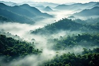 Rainforest fog vegetation landscape.