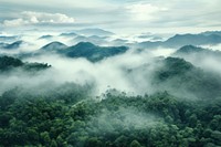 Rainforest fog outdoors nature.