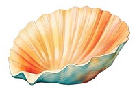 Sea shell clam white background invertebrate.