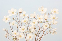 White flowers blossom plant petal.