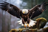 Eagle wildlife animal flying.