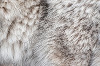 Wolf fur texture mammal animal backgrounds.