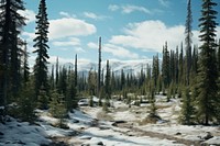 Tundra forest tree wilderness.