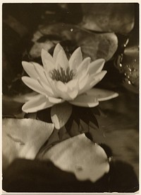 Water Lily by Arnold Genthe