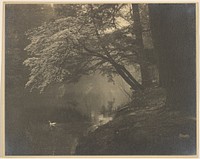Swan on a stream by John G Bullock