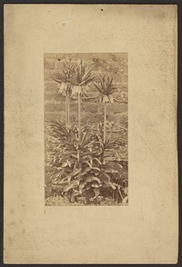 Plant by Frederick H Hollyer