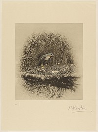 Sparrow-Hawk Adding Sticks to Her Nest by Richard Kearton