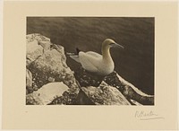 Gannet, or Solan Goose by Richard Kearton