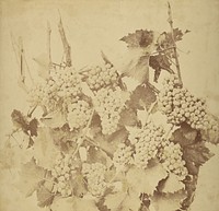 Grapes by Adolphe Braun