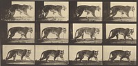 Animal Locomotion by Eadweard J Muybridge