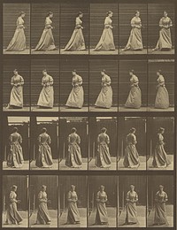 Animal Locomotion by Eadweard J Muybridge