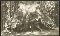 Section of Grizzly Giant (diameter, 33 feet). Mariposa Grove. by George Fiske