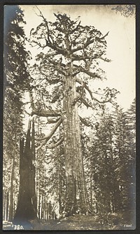 Grizzly Giant (diameter, 33 feet). Mariposa Grove. by George Fiske