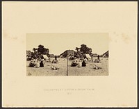 Encampment under a Doum Palm by Francis Frith