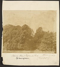 Trees in Mount Edgecombe Park by Benjamin Browning