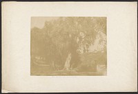 Olivi al Ponte della Coria, Tivoli
