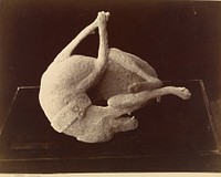 Cast of a Dog Killed by the Eruption of Mount Vesuvius, Pompeii by Giorgio Sommer