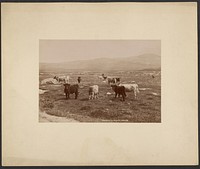 Highland Cattle, South Uist by George Washington Wilson