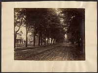 Tree Lined Street by Edward H Hart