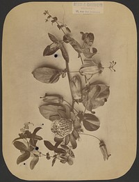 Plant Study by Rehm and Garnache