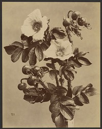 Floral study with two white flowers