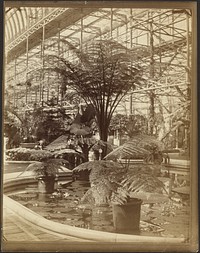 Crystal Palace, Ferns and Water Lilies, Tropical Fountain Basin by Philip H Delamotte