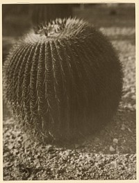 Barrel Cactus by Arnold Genthe