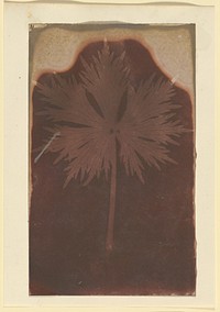 Fronded Leaf by William Henry Fox Talbot