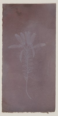 Erica Mutabilis by William Henry Fox Talbot