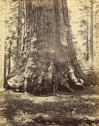 Section of the Grizzly Giant by Carleton Watkins