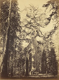 Sequoia Gigantea - "Grizzly Giant" - Mariposa Grove by Carleton Watkins