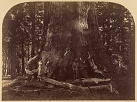 Section of the Grizzly Giant, Mariposa Grove, 33 ft. Diam. by Carleton Watkins