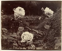 Roses by Eugène Atget