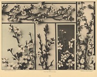 Plum Blossoms by Gerlach and Schenk